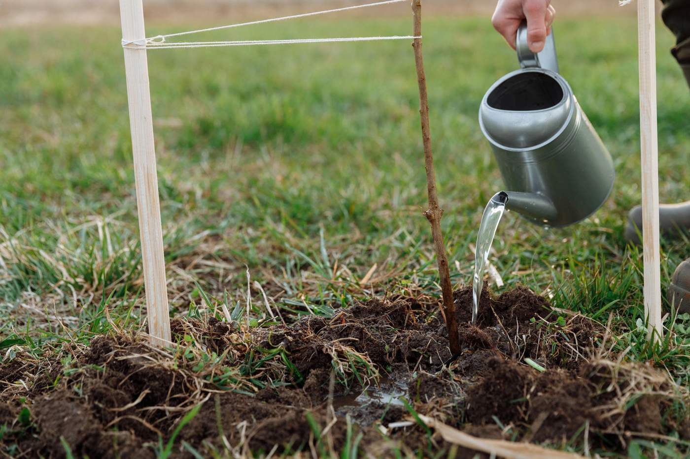 Tree & Plant Installation in Goodyear AZ