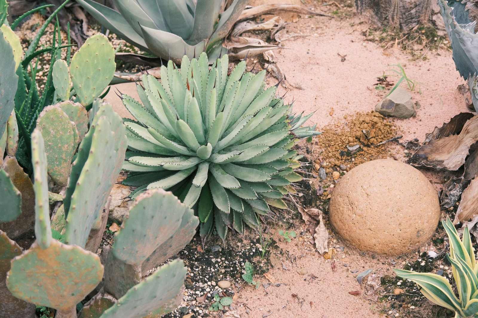 Desert xeriscape design in Goodyear, AZ